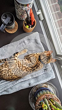 Bengal Cat Relaxing in Creative Home Workspace, Daylight