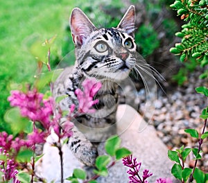 Bengal Cat relaxing in the garden