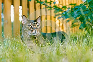 The Bengal cat is resting on a lush lawn in the shade of a bush