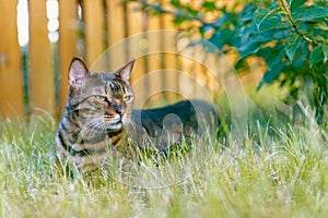 The Bengal cat is resting on a lush lawn in the shade of a bush