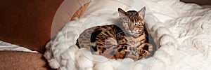 Bengal cat resting in merino wool round pet lounge in creamy and terracotta rust tones.