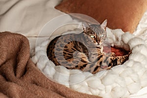 Bengal cat resting in merino wool round pet lounge in creamy and terracotta rust tones.