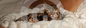 Bengal cat resting in merino wool round pet lounge in creamy and terracotta rust tones.
