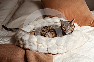 Bengal cat resting in merino wool round pet lounge in creamy and terracotta rust tones.