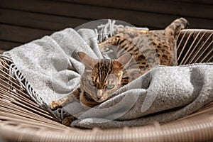 Bengal cat resting on rattan chair in the balcony.