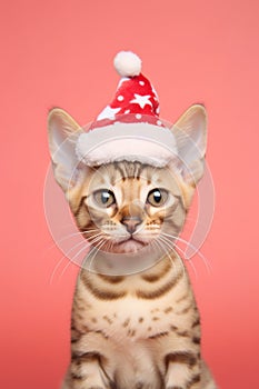 Bengal cat with Santa Claus hat with stars in front of pink background