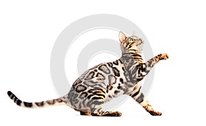 Bengal cat scratching with his paw and looking up, isolated on white