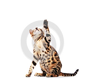 Bengal cat scratching with his paw and looking up, isolated on white