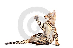 Bengal cat scratching with his paw and looking up, isolated on white