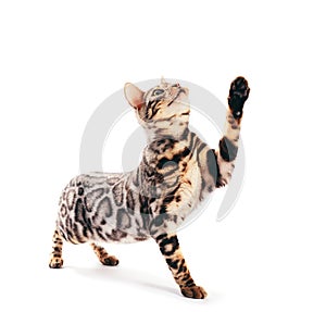 Bengal cat scratching with his paw and looking up, isolated on white