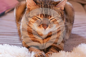 Bengal cat is screwing eyes