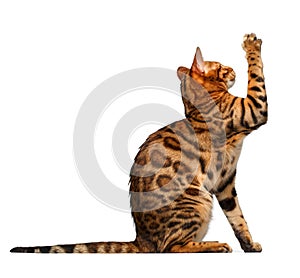 Bengal cat sits and raising up paw