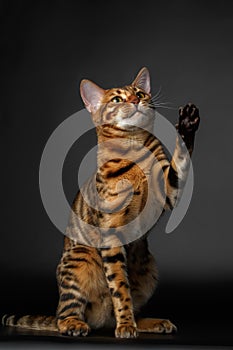 Bengal cat sits and raising up paw