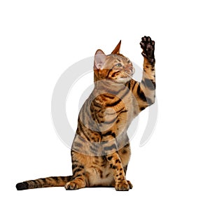 Bengal cat sits and raising up paw like a high five