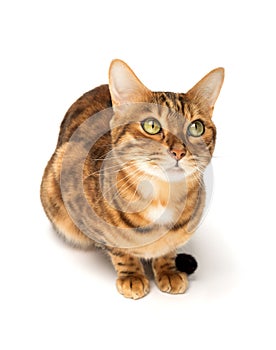 Bengal cat sitting in full growth on a white background