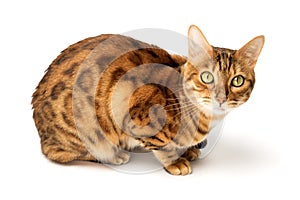 Bengal cat sitting in full growth on a white background