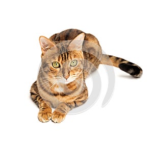 Bengal cat sitting in full growth on a white background