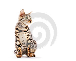 Bengal cat sitting, isolated on white background