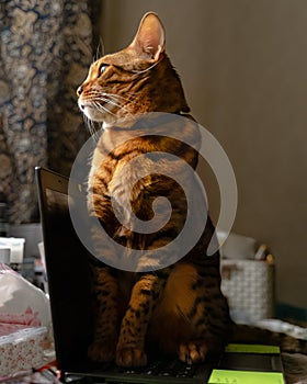 Bengal cat sitting on laptop computer. Working from home with pets concept