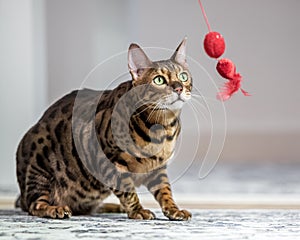 A Bengal cat sitting looking at a toy on a string