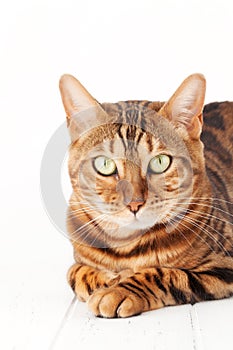 Bengal cat sitting on white wooden floor