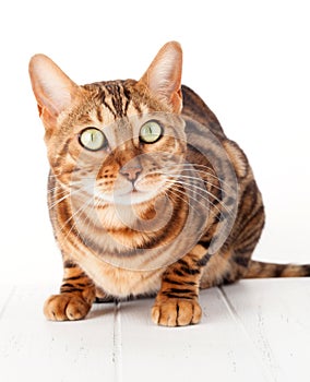 Bengal cat sitting on white wooden floor