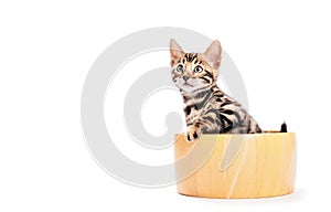 Bengal cat sitting in wooden bowl. Portrait isolated on white