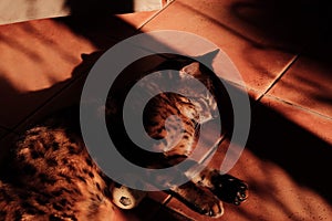 a bengal cat sleeping on a floor