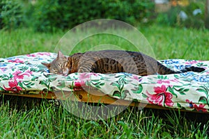 Bengal cat sleeping on a low bed on a lawn in a garden on a summer day