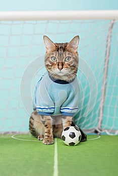 Bengal cat with a soccer ball sits on the soccer field near the gate