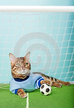 Bengal cat with a soccer ball sits on the soccer field near the gate