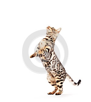 Bengal cat standing as if asking or begging, isolated on white