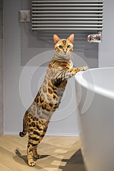 Bengal cat standing on the bathtub