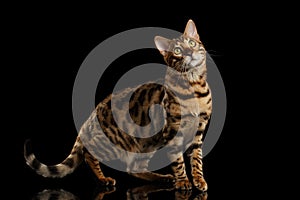 Bengal Cat Standing on Black Isolated Background, Looking up