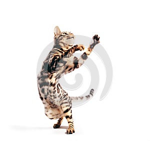 Bengal cat standing in funny pose as if dancing. Isolated on white