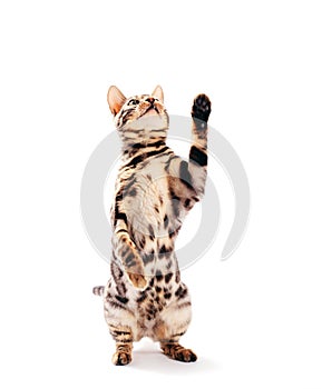 Bengal cat standing and scratching with his paw, isolated on white