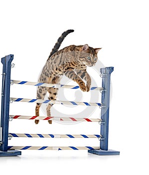 Bengal cat in studio