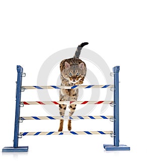 Bengal cat in studio