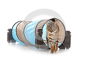 Bengal cat in studio