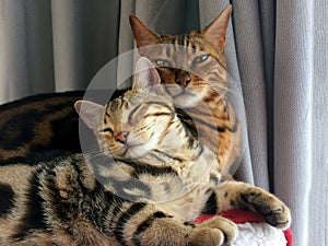 Bengal cat: Two Bengal cats head home