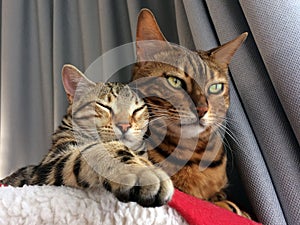 Bengal cat: Two Bengal cats head home