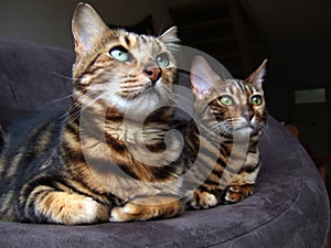 Bengal cat: Two bengal cats sitting next to each other