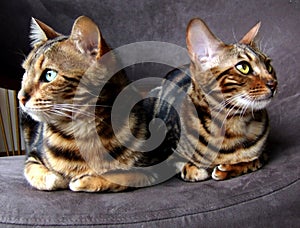 Bengal cat: Two bengals cats sitting next to each other looking opposite sides