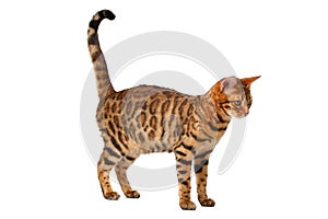Bengal cat walking on white