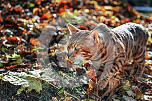 Bengal cat walks on fallen golden leaves in autumn park