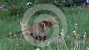 Bengal cat walks in the grass. He shows different emotions. photo