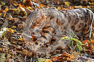 Bengal cat walks in sunny autumn park. Cat with green eyes walks through the fallen yellow leaves