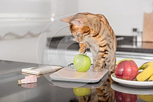 Bengal cat weighs an apple on a kitchen scale