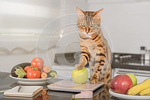 Bengal cat weighs an apple on a kitchen scale