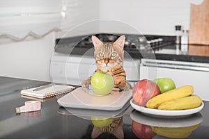 Bengal cat weighs an apple on a kitchen scale